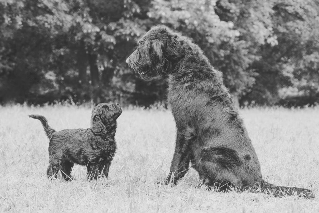Kleiner und großer Hund als Sinnbild für Familiennachfolge in Unternehmen